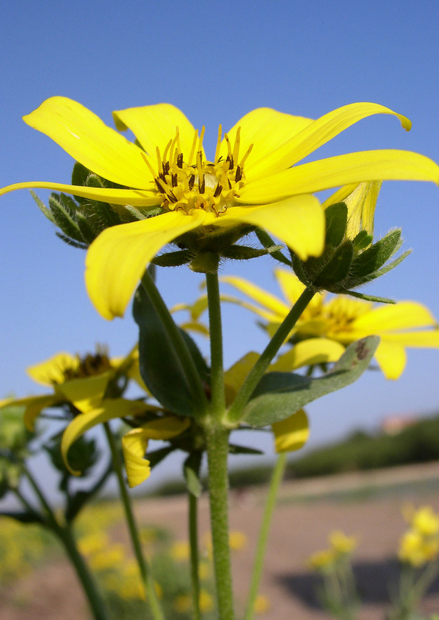 Curly Leaf Daisy with yellow flowers